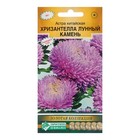 Семена цветов астра китайская «Хризантелла Лунный Камень», однолетник,5 шт. - Фото 1