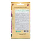Семена цветов астра китайская «Хризантелла Лунный Камень», однолетник,5 шт. - Фото 2