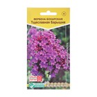 Семена цветов Семена цветов Вербена бонарская «Тщеславная Барышня», однолетник, 5 шт. - Фото 1