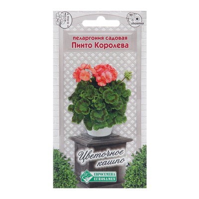 Семена пеларгония садовая «Пинто Королева», 3 шт.