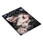 Набор блокнотов А6, 24 листа в клетку на скрепке "Котята", обложка мелованный картон, блок офсет, 4 штуки - фото 24630442