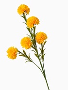 Цветы искусственные «Хризантема помпон», h=80 см, d=6 см, жёлтые - Фото 5