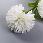 Цветы искусственные "Хризантема помпон" d-6 см 80 см, белый - фото 8800806