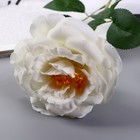 Цветы искусственные "Роза Претти" d-10 см 55 см, белый - фото 8800810