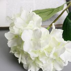 Цветы искусственные "Гортензия экстра" d-16 см 55 см, белый - фото 11379880