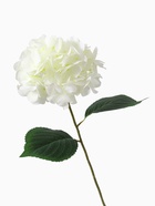 Цветы искусственные «Гортензия экстра», h=55 см, d=16 см, белые - Фото 6