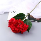 Цветы искусственные "Гортензия экстра" d-16 см 55 см, красный - фото 11984999