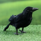 Фигурка «Ворон», 20×6×10 см - Фото 2