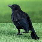 Фигурка «Ворон», 20×6×10 см - Фото 3