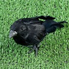 Фигурка «Ворон», 20×6×10 см - Фото 4