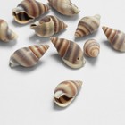 Бусины для творчества «Ракушка», 2×1 см, завиток, набор 10 шт., коричневые - Фото 2