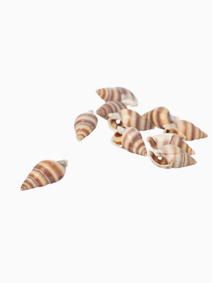 Бусины для творчества «Ракушка», 2×1 см, завиток, набор 10 шт., коричневые - Фото 1