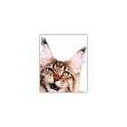 Набор обложек для тетрадей и дневников, ПП 12 шт, 212х347мм, 80 мкм, ErichKrause "Hiding Cats", прочные швы, микс - Фото 3