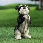 Фигурка полистоун «Попрошайка Шнауцер», 9×10×21 см - Фото 1