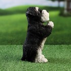 Фигурка полистоун «Попрошайка Шнауцер», 9×10×21 см - Фото 4