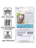 Семена цветов Душистый горошек "Шоколадный крем", 0,5 г - Фото 3