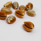 Бусины для творчества «Ракушка», 2×1 см, гладкая. набор 10 шт, цвет бело-коричневый - Фото 2