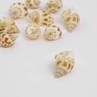 Бусины для творчества «Ракушка», рельефная, 4×2 см, набор 10 шт., бело-коричневые - Фото 2