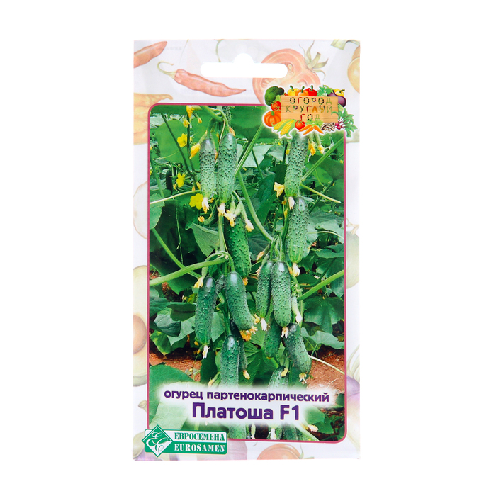 Огурцы платоша описание сорта фото Огурцы платоша описание сорта фото
