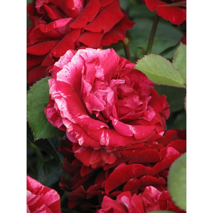 Роза дип импрешн фото - 81 картинка