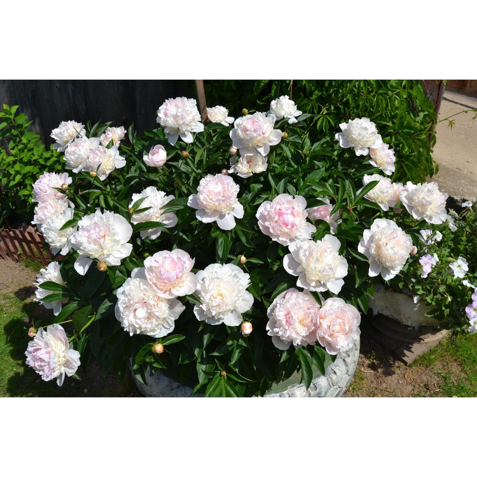 OPC_Peony_Avalanche_00 Peonies, White peonies, Petals