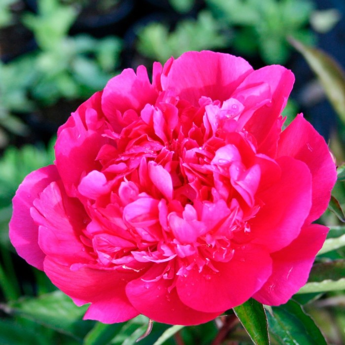 Deep Fuchsia Peony Bulbs For Sale Big Ben (Fragrant) - Easy To Grow Bulbs