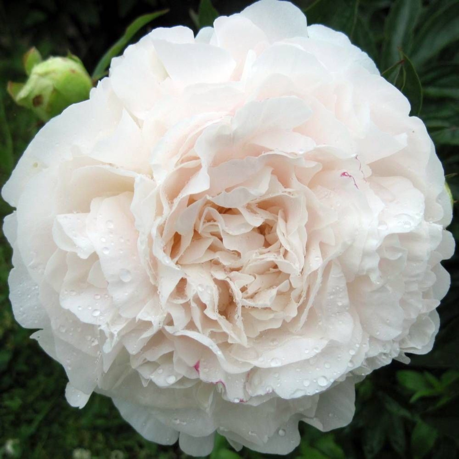 Мозер чойс пион фото Мозер чойс пион фото