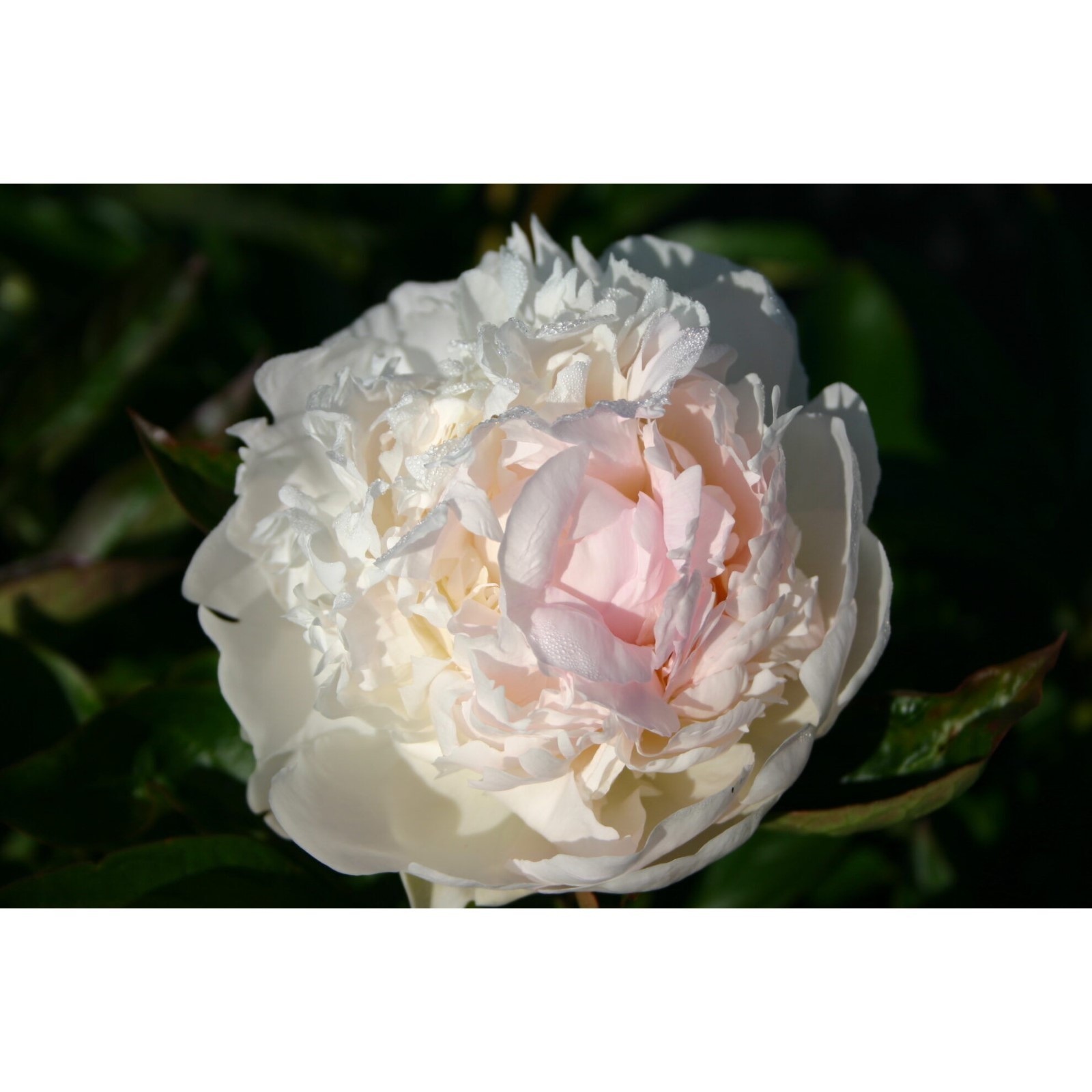 Пион флоренс фото Пион флоренс фото