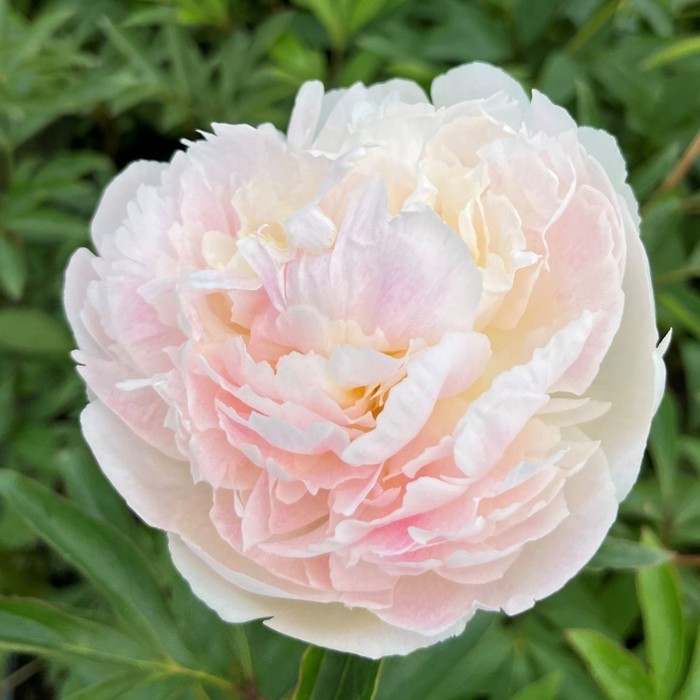 Пион парфе: найдено 89 картинок