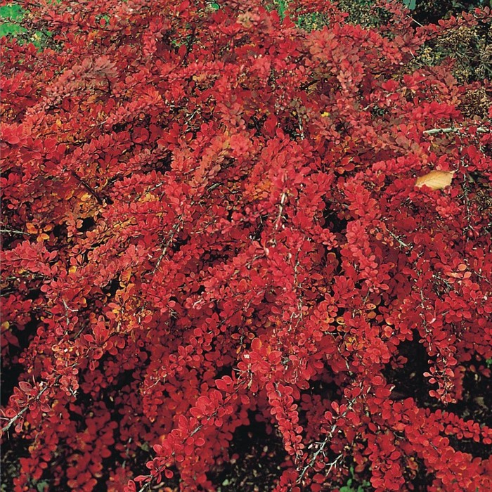 Flowering Quince: Plant Care & Growing Guide Flowering quince, Flowering bushes,