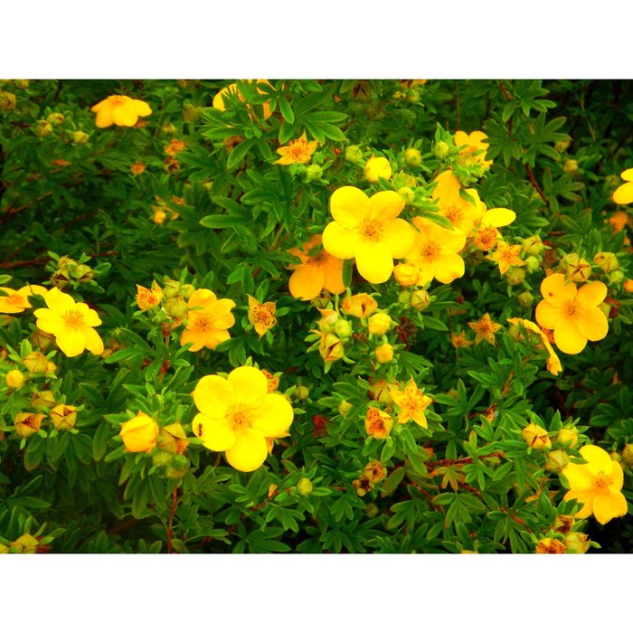 Mango Tango ™ Potentilla - Wyoming Plant Company Plants, Lawn and garden, Plant
