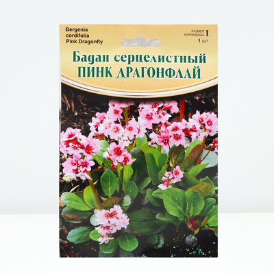 Бадан "Pink Dragonfly ® PBR", р-р I, 1 шт, Весна 2024