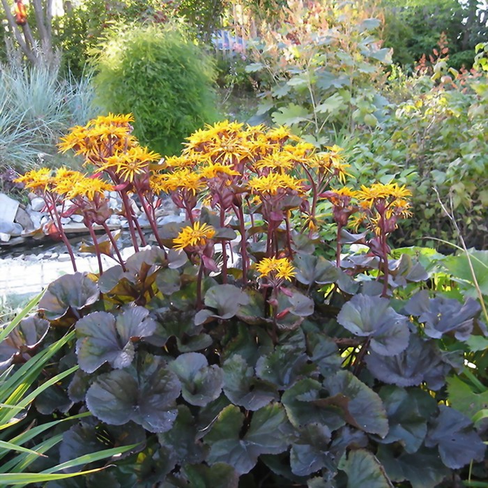 Бузульник. Обзор посадочного материала. Рекомендации по выращиванию Интернет-маг