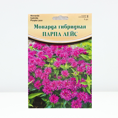 Монарда "Purple Lace ® PBR", р-р I, 1 шт, Весна 2024