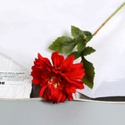 Цветы искусственные "Георгина экстра галант" 60 см d-15 см, бордовый - фото 321038052