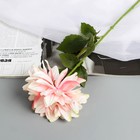Цветы искусственные "Георгина экстра галант" 60 см d-15 см, розовый - фото 12068201