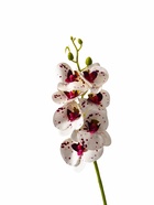 Цветы искусственные «Орхидея экстра галант», h=60 см, d=8 см, бело-сиреневые 10084662