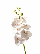 Цветы искусственные «Орхидея экстра галант», h=60 см, d=8 см, белые - фото 65414086