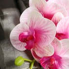 Цветы искусственные «Орхидея экстра галант», h=60 см, d=8 см, розовые - Фото 6