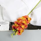 Цветы искусственные "Орхидея экстра галант" 60 d-8 см, жёлтый - фото 321038066