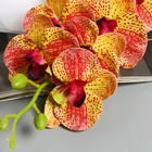Цветы искусственные "Орхидея экстра галант" 60 d-8 см, жёлтый - фото 8889199