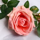 Цветы искусственные "Роза Вхите" 66 см, светло-розовый - фото 8889205