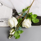Цветы искусственные "Роза Солмус" d-7,5 см 64 см, белый - фото 8889216