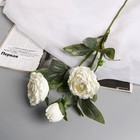 Цветы искусственные "Пион Эльза" d-10 см 64 см, белый - фото 12080541