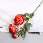 Цветы искусственные "Пион Эльза" d-10 см 64 см, персиковый - фото 8889220