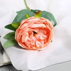 Цветы искусственные "Пион Пижон" d- 8 см 45 см, розовый - фото 8889249