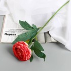 Цветы искусственные "Пион Пижон" d- 8 см 45 см, розово-красный - фото 12080571