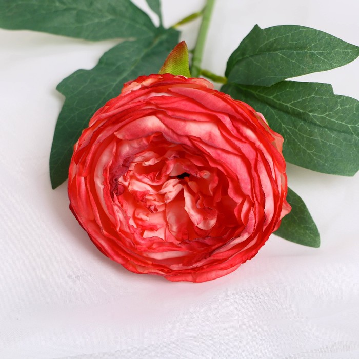 Цветы искусственные "Пион Пижон" d- 8 см 45 см, розово-красный