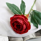 Цветы искусственные "Пион Пижон" d- 8 см 45 см, бордовый - фото 8889253