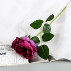 Цветы искусственные "Роза Вивальди" d-7 50 см, фиолетовый - Фото 1